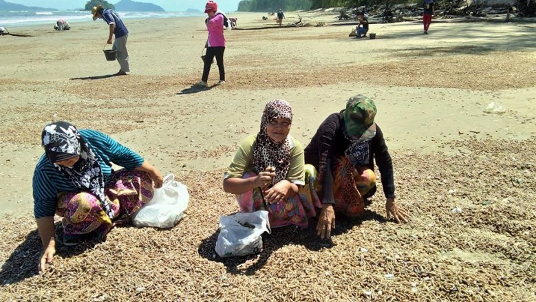 ชาวบ้านแห่ช่วย !! หอยหนีน้ำเกยหาด เกรงสูญพันธุ์ ด้าน ทช.ยัน "ไม่เกี่ยวสึนามิ"