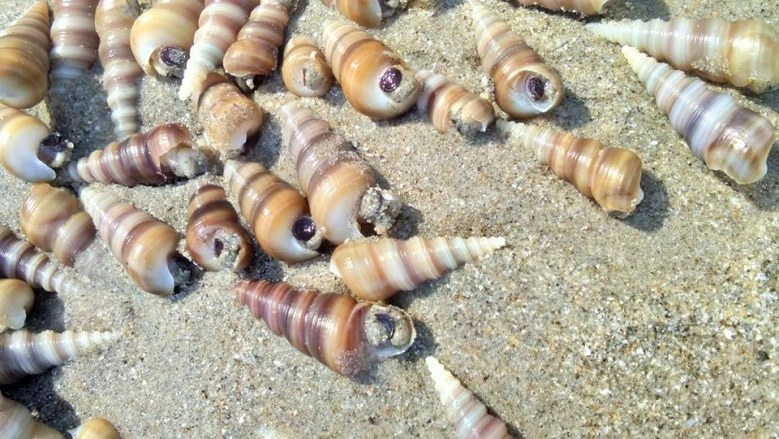 ชาวบ้านแห่ช่วย !! หอยหนีน้ำเกยหาด เกรงสูญพันธุ์ ด้าน ทช.ยัน "ไม่เกี่ยวสึนามิ"