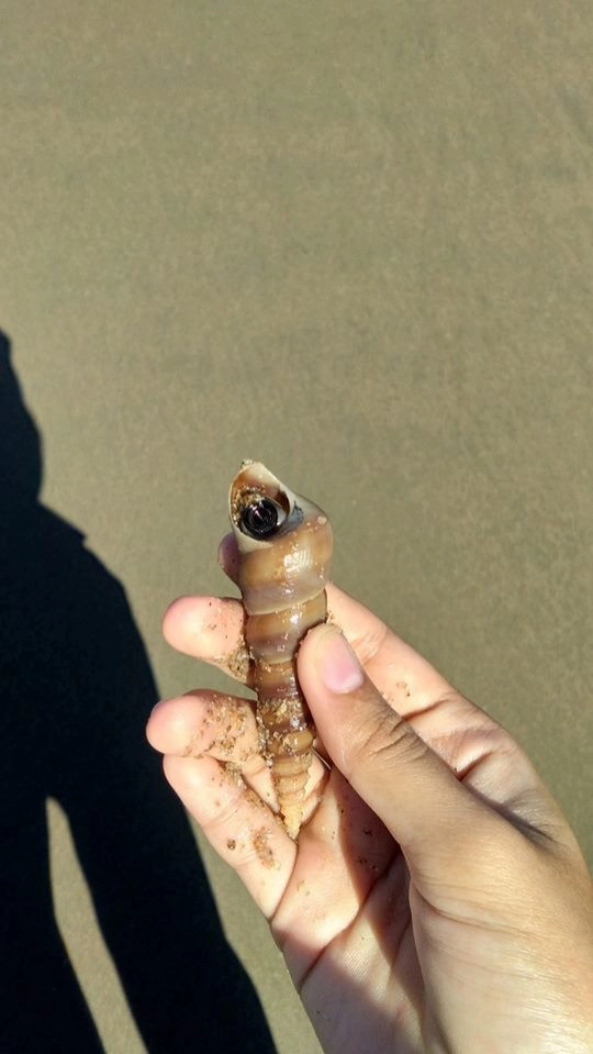 ชาวบ้านแห่ช่วย !! หอยหนีน้ำเกยหาด เกรงสูญพันธุ์ ด้าน ทช.ยัน "ไม่เกี่ยวสึนามิ"