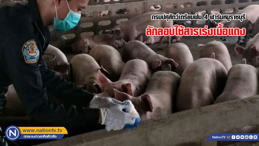 กรมปศุสัตว์เตรียมฟัน 4 ฟาร์มหมูราชบุรี ลักลอบใช้สารเร่งเนื้อแดง