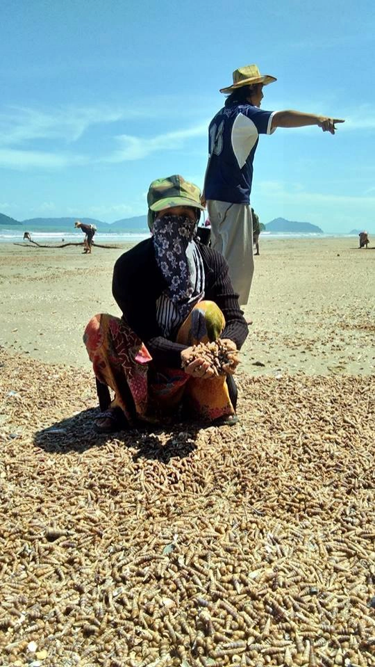 ชาวบ้านแห่ช่วย !! หอยหนีน้ำเกยหาด เกรงสูญพันธุ์ ด้าน ทช.ยัน "ไม่เกี่ยวสึนามิ"