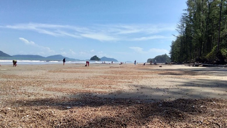 ชาวบ้านแห่ช่วย !! หอยหนีน้ำเกยหาด เกรงสูญพันธุ์ ด้าน ทช.ยัน "ไม่เกี่ยวสึนามิ"