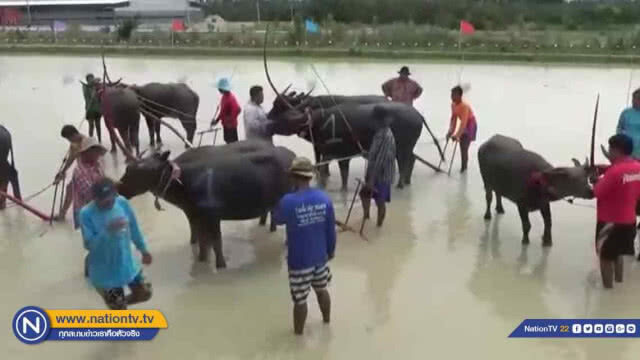 อบต.คลองกิ่วจัดงาน "อนุรักษ์" ท้องถิ่นวิ่งควายคราดนา