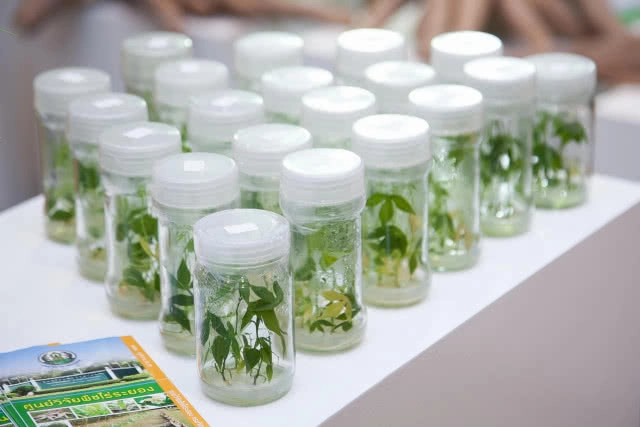 "มันสำปะหลัง" ความมหัศจรรย์ที่อยู่รอบตัวเรา