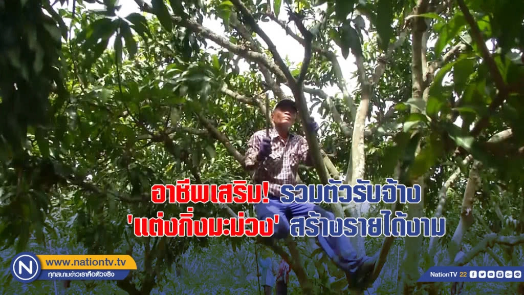 อาชีพเสริม! รวมตัวรับจ้าง 'แต่งกิ่งมะม่วง' สร้างรายได้งาม