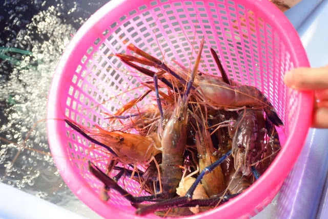 อร่อยปักหมุด : กุ้งตะกร้าเศรษฐี สาขาอ่อนนุช กุ้งเป็นๆสดๆ สั่งย่างกลับบ้าน นั่งแทะหัวกุ้งสบายๆ