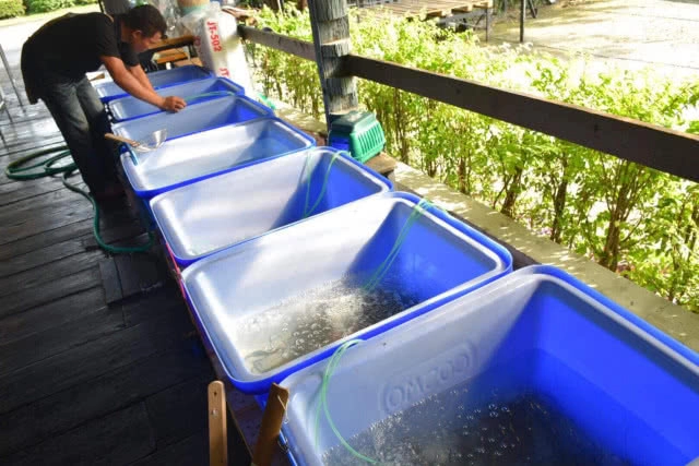 อร่อยปักหมุด : กุ้งตะกร้าเศรษฐี สาขาอ่อนนุช กุ้งเป็นๆสดๆ สั่งย่างกลับบ้าน นั่งแทะหัวกุ้งสบายๆ