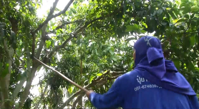 อาชีพเสริม! รวมตัวรับจ้าง 'แต่งกิ่งมะม่วง' สร้างรายได้งาม