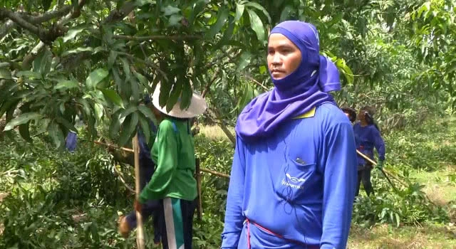 อาชีพเสริม! รวมตัวรับจ้าง 'แต่งกิ่งมะม่วง' สร้างรายได้งาม