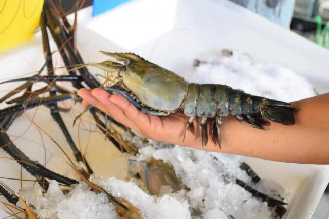 อร่อยปักหมุด : กุ้งตะกร้าเศรษฐี สาขาอ่อนนุช กุ้งเป็นๆสดๆ สั่งย่างกลับบ้าน นั่งแทะหัวกุ้งสบายๆ