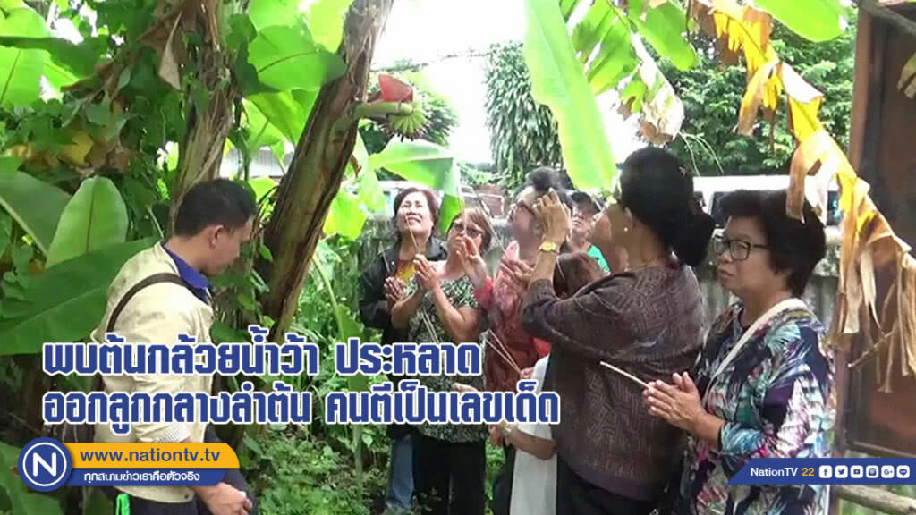 ต้นกล้วยน้ำว้า ประหลาด ออกลูกกลางลำต้น นักเสี่ยงโชคแห่ขอเลขเด็ด