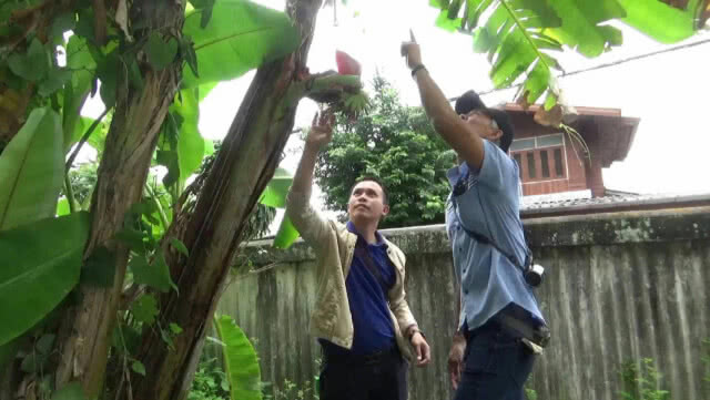 ต้นกล้วยน้ำว้า ประหลาด ออกลูกกลางลำต้น นักเสี่ยงโชคแห่ขอเลขเด็ด