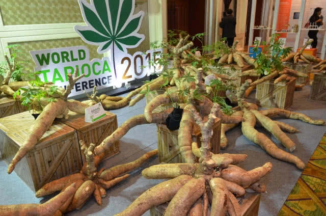 จีนแห่นำเข้ามันสำปะหลังไทย ดันราคาพุ่ง พาณิชย์เตรียมหารือในงานประชุมมันสำปะหลังนานาชาติ 2561