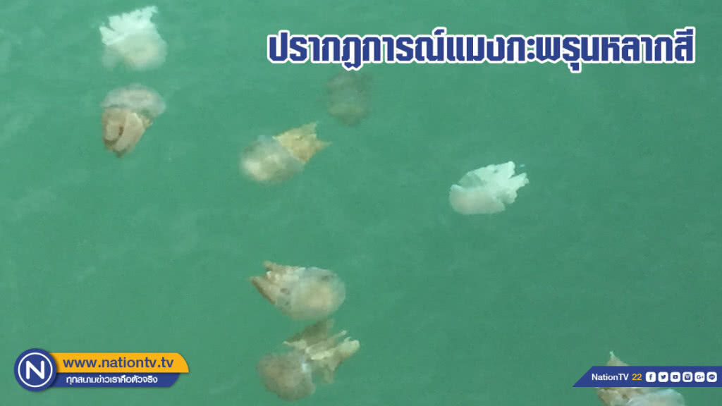ปรากฏการณ์ "แมงกะพรุนหลากสี" (มีคลิป)