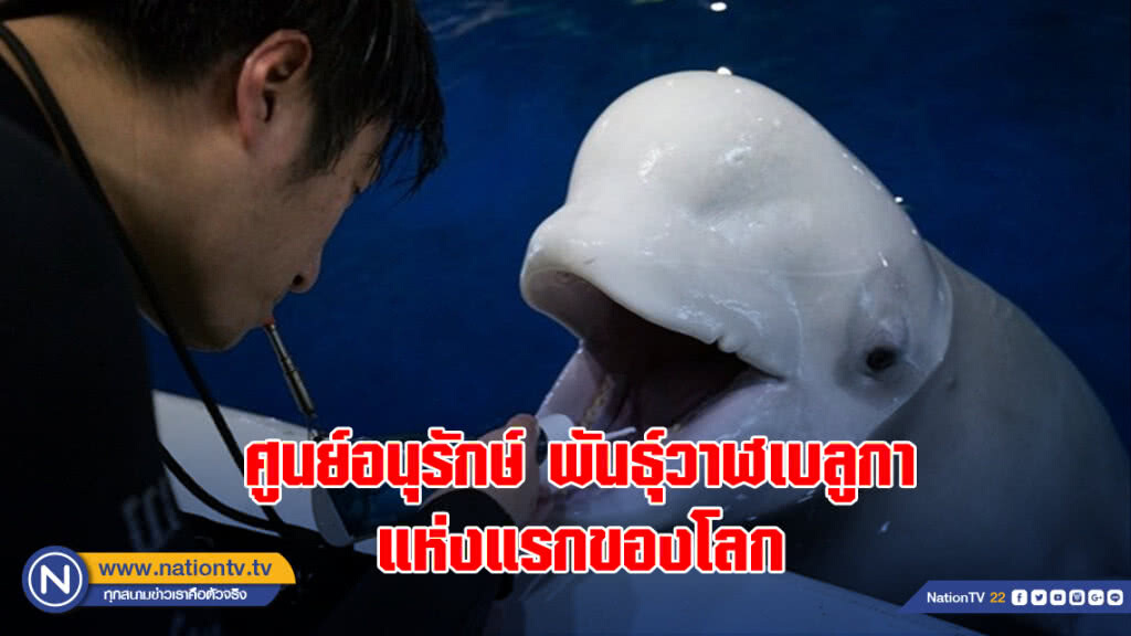 ศูนย์อนุรักษ์พันธุ์วาฬเบลูกาแห่งแรกของโลก