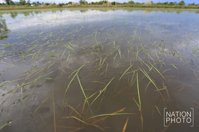รมช.เกษตรฯ สั่งชดเชยชาวนาพื้นที่รับน้ำ ช่วย 13 ชีวิตติดถ้ำหลวง ไร่ละ 1,100 บาท