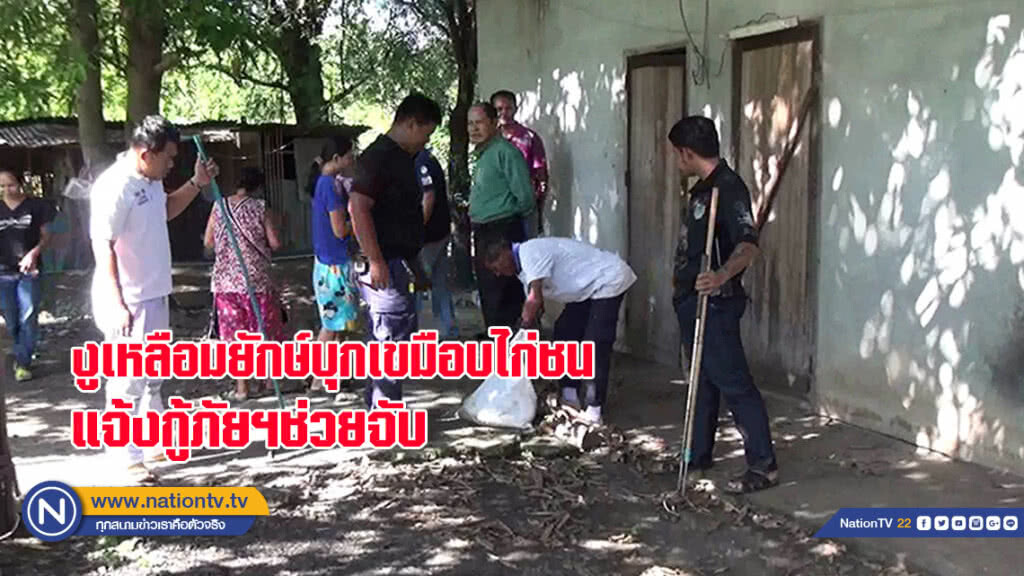 ผงะ..งูเหลือมยักษ์บุกเขมือบไก่ชนแจ้งกู้ภัยฯช่วยจับ 1 ตัวเลื้อยหนีอีกตัวกินอิ่มนอนพุงกาง(มีคลิป)