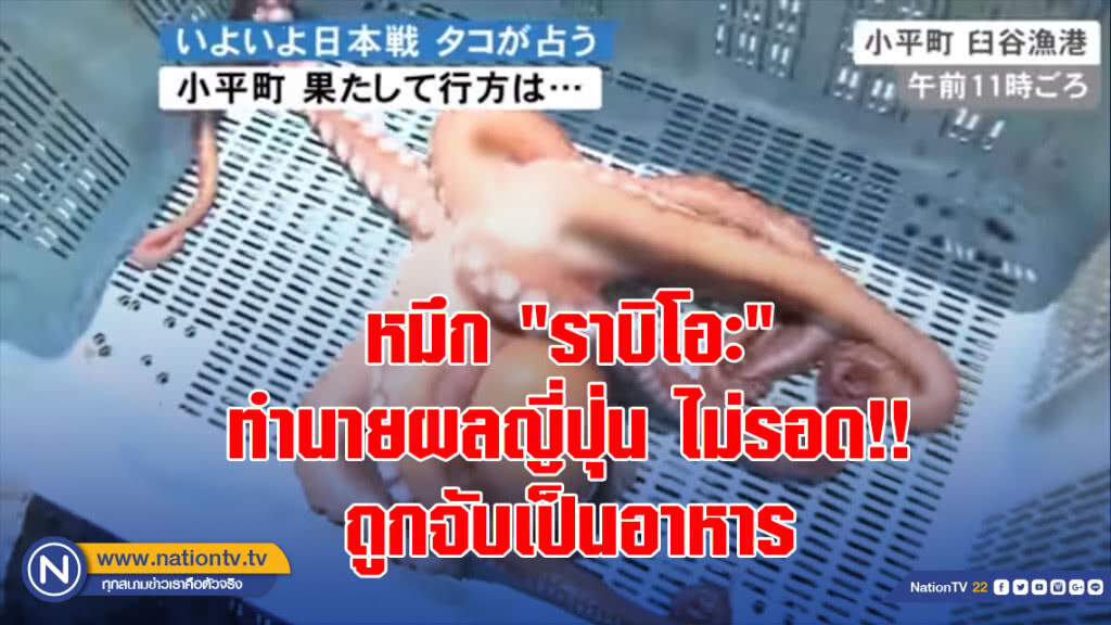 หมึก "ราบิโอะ" ทำนายผลญี่ปุ่น ไม่รอด!! ถูกจับเป็นอาหาร