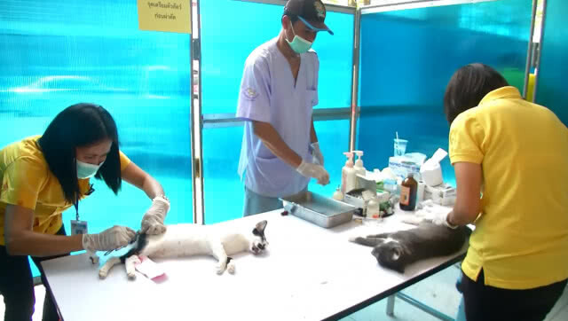 รวมใจโครงการภัยพิษสุนัขบ้าเฉลิมพระเกียรติ ฟ้าหญิงจุฬาภรณ์ฯ