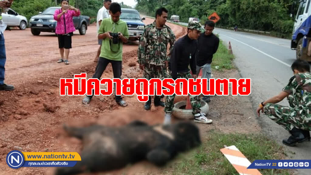 หมีควายถูกชนตาย ข้างผืนป่ามรดกโลกดงพญาเย็น หมีควายถูกชนตาย ข้างผืนป่ามรดกโลกดงพญาเย็น