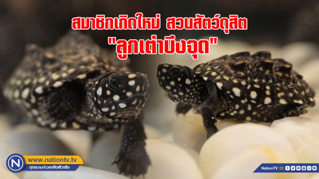 สวนสัตว์ดุสิต ต้อนรับสมาชิกเกิดใหม่ "ลูกเต่าบึงจุด"
