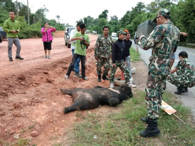 หมีควายถูกชนตาย ข้างผืนป่ามรดกโลกดงพญาเย็น