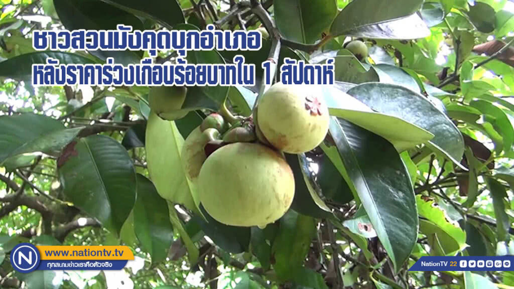 ชาวสวนมังคุดบุกอำเภอหลังราคาร่วงเกือบร้อยบาทใน 1 สัปดาห์