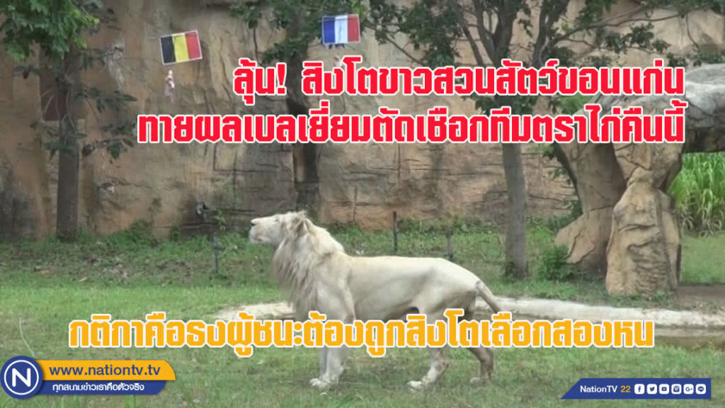 ลุ้น! สิงโตขาวสวนสัตว์ขอนแก่นทายผลเบลเยี่ยมตัดเชือกทีมตราไก่คืนนี้