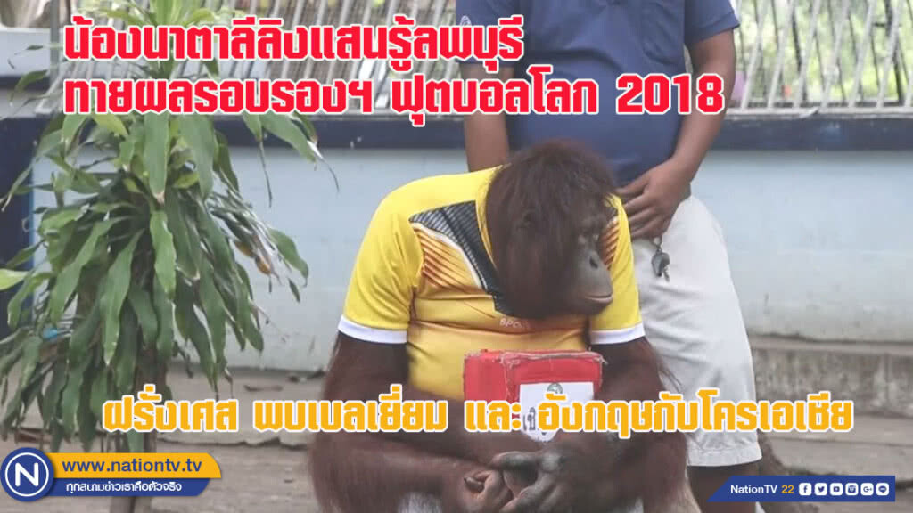น้องนาตาลีลิงแสนรู้ลพบุรี ทายผลรอบรองฟุตบอลโลก 2018 (ชมคลิปทำนายผล)