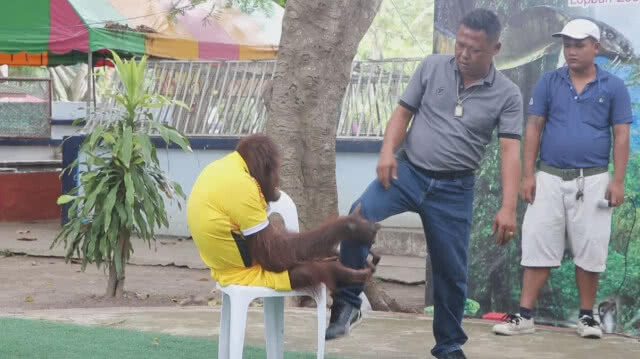 น้องนาตาลีลิงแสนรู้ลพบุรี ทายผลรอบรองฟุตบอลโลก 2018 (ชมคลิปทำนายผล)
