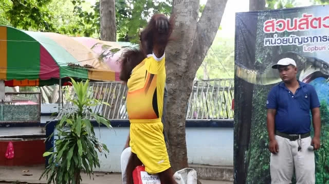 น้องนาตาลีลิงแสนรู้ลพบุรี ทายผลรอบรองบอลโลก2018