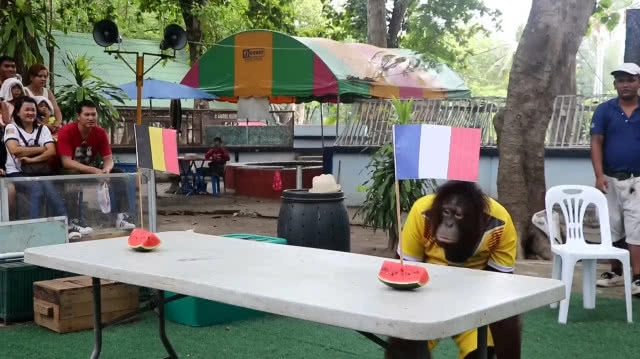 น้องนาตาลีลิงแสนรู้ลพบุรี ทายผลรอบรองบอลโลก2018