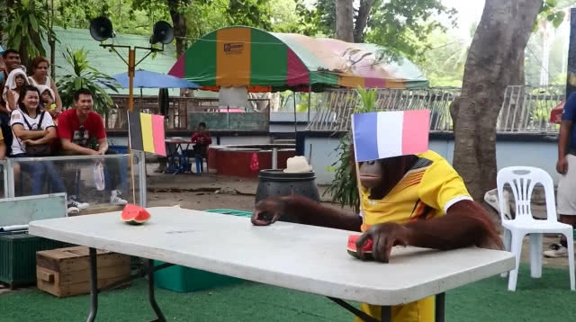 น้องนาตาลีลิงแสนรู้ลพบุรี ทายผลรอบรองบอลโลก2018