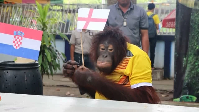 น้องนาตาลีลิงแสนรู้ลพบุรี ทายผลรอบรองบอลโลก2018