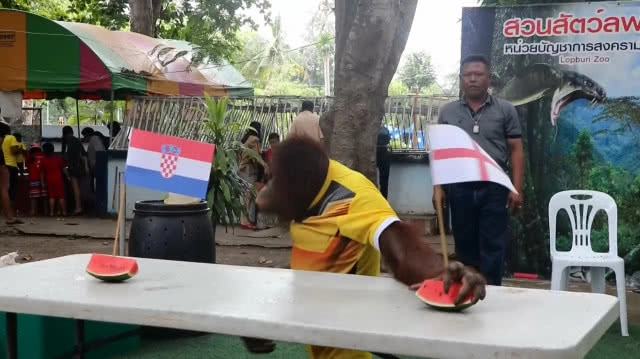 น้องนาตาลีลิงแสนรู้ลพบุรี ทายผลรอบรองบอลโลก2018