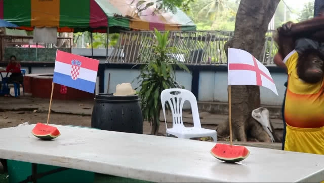 น้องนาตาลีลิงแสนรู้ลพบุรี ทายผลรอบรองบอลโลก2018