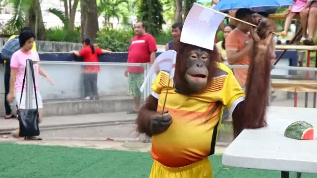 น้องนาตาลีลิงแสนรู้ลพบุรี ทายผลรอบรองบอลโลก2018