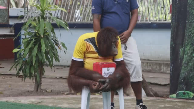 น้องนาตาลีลิงแสนรู้ลพบุรี ทายผลรอบรองฟุตบอลโลก 2018 (ชมคลิปทำนายผล)