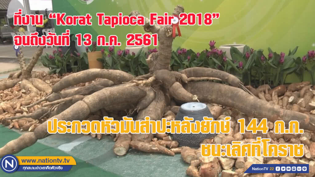 ตะลึง!! ประกวดหัวมันสำปะหลังยักษ์ 144 กก.ชนะเลิศที่โคราช