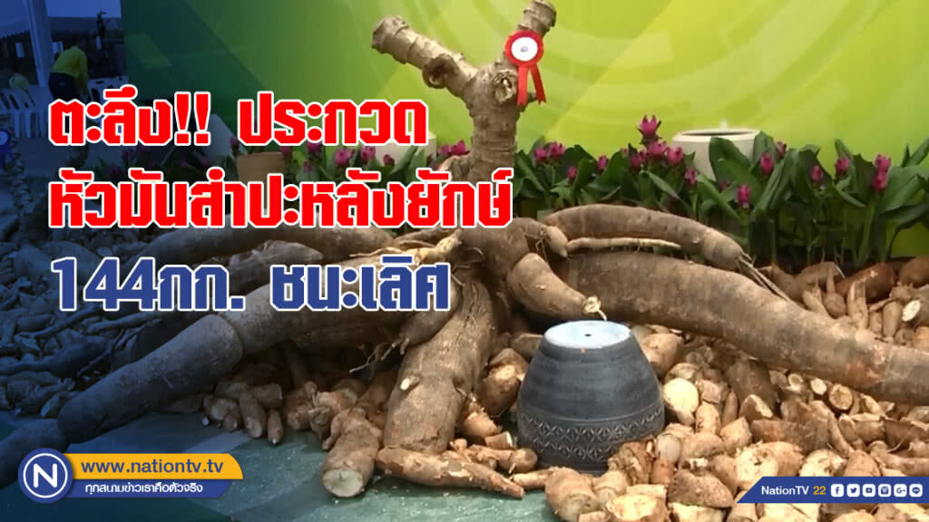 ตะลึง!! ประกวดหัวมันสำปะหลังยักษ์144กก.ชนะเลิศ
