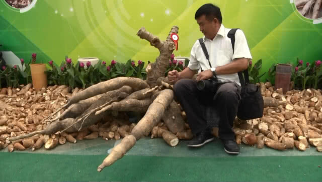 ตะลึง!! ประกวดหัวมันสำปะหลังยักษ์144กก.ชนะเลิศ