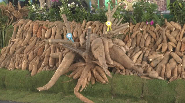 ตะลึง!! ประกวดหัวมันสำปะหลังยักษ์ 144 กก.ชนะเลิศที่โคราช