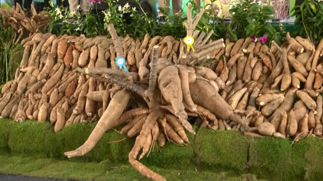 ตะลึง!! ประกวดหัวมันสำปะหลังยักษ์144กก.ชนะเลิศ