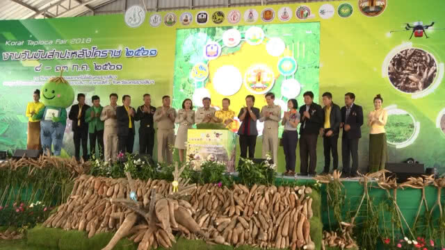 ตะลึง!! ประกวดหัวมันสำปะหลังยักษ์144กก.ชนะเลิศ