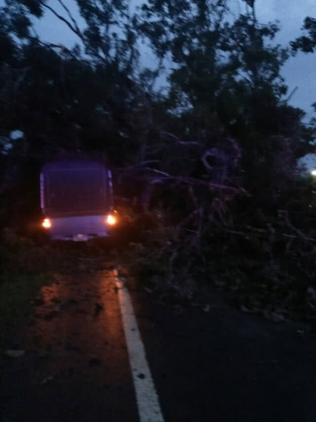ฝนตกหนัก พัดต้นไทรอายุร้อยกว่าปี ล้มขวางถนน กระบะมองไม่เห็นชนเจ็บสาหัส 1 ราย