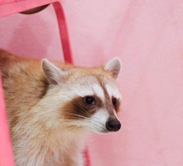 "pool time" ที่มี "raccoon" อยู่ใน café