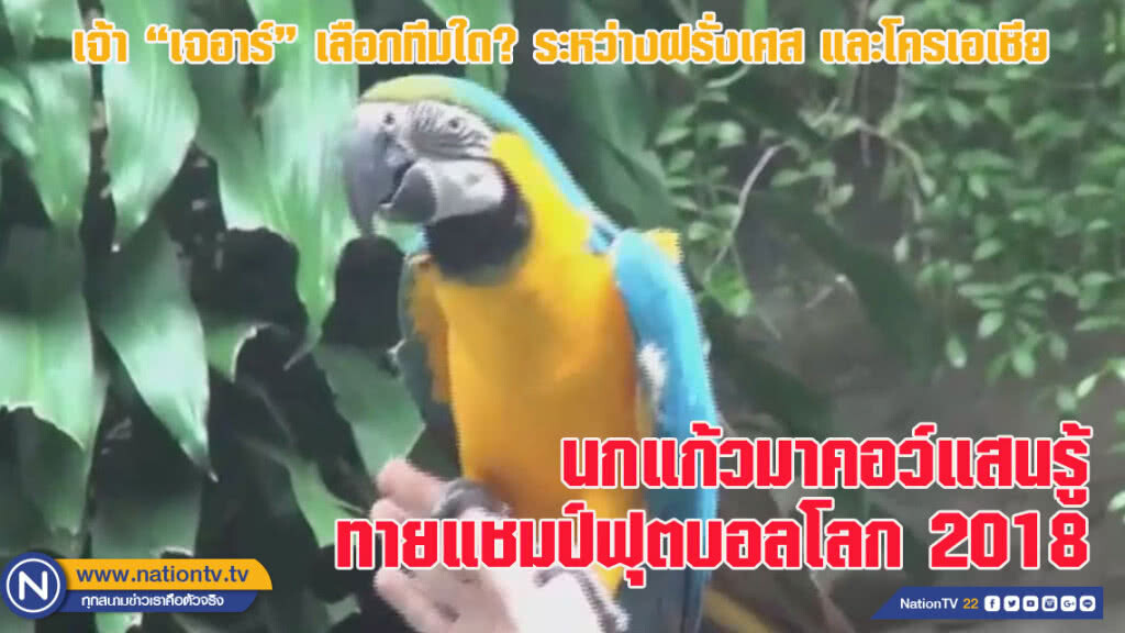นกแก้วมาคอว์แสนรู้ สวนสัตว์เปิดเขาเขียว ทายแชมป์ฟุตบอลโลก 2018
