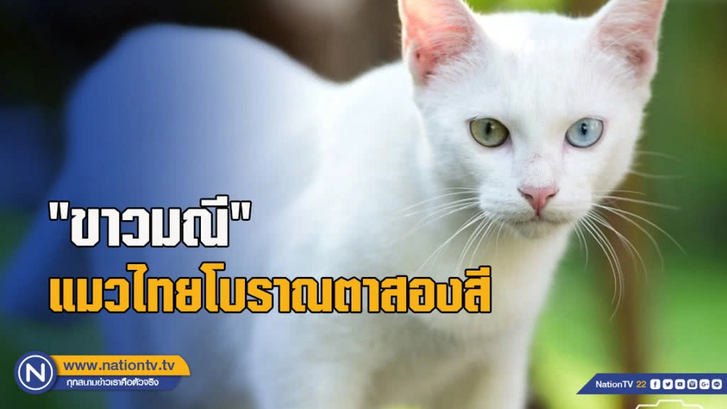"ขาวมณี"แมวไทยโบราณตาสองสี