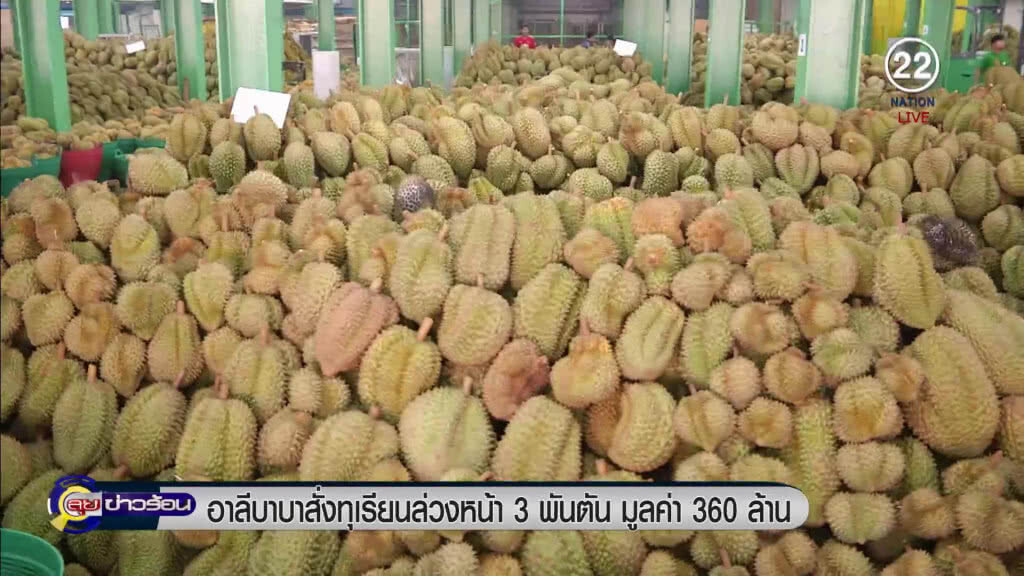 ชาวสวนทุเรียนเฮ! "อาลีบาบา" ควัก 360 ล้าน สั่งซื้อ 3 พันตัน ชาวสวนทุเรียนเฮ! "อาลีบาบา" ควัก 360 ล้าน สั่งซื้อ 3 พันตัน