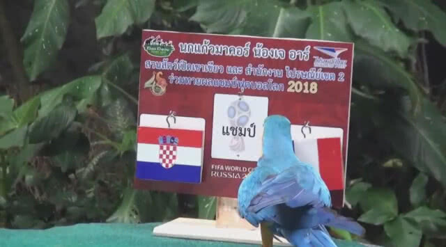 นกแก้วมาคอว์แสนรู้ สวนสัตว์เปิดเขาเขียว ทายแชมป์ฟุตบอลโลก 2018